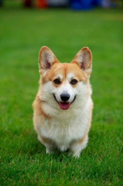 köpek doğurmak Galce corgi pembroke