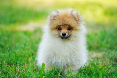 Köpek ırkı minyatür spitz