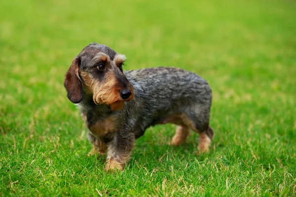 Cane razza Filo bassotto dai capelli — Foto Stock