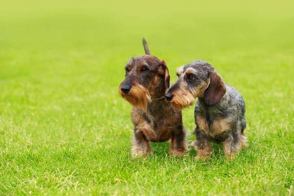 Raça de cão fio de cabelo dachshund — Fotografia de Stock