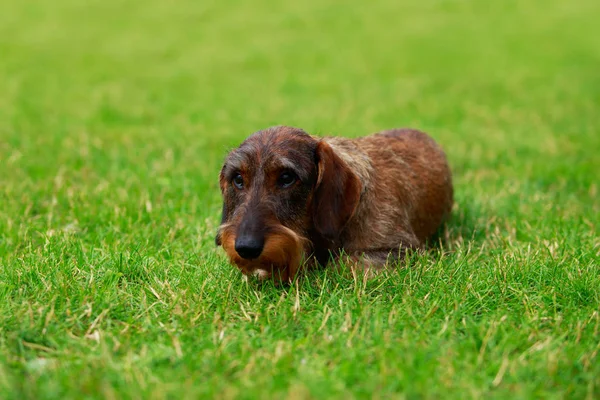 Raza de perro Cabello dachshund — Foto de Stock