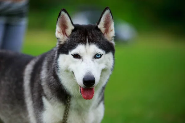 Dog breed Siberian husky — Stock Photo, Image