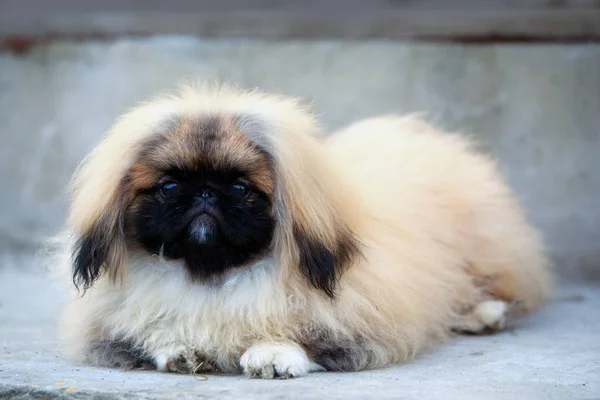 Raza de perro Pekinés —  Fotos de Stock