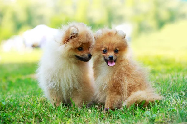 Pies rasy miniaturowy Spitz — Zdjęcie stockowe