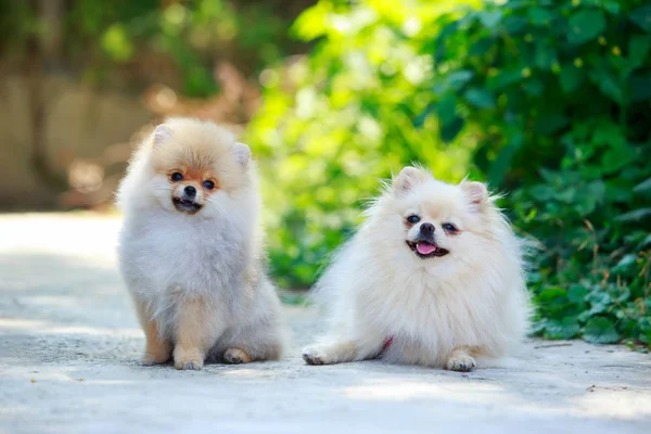 Pies rasy miniaturowy szpon — Zdjęcie stockowe