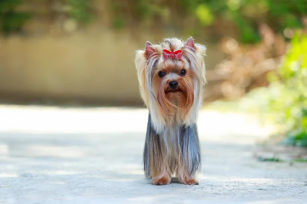 Pies rasy yorkshire terrier — Zdjęcie stockowe