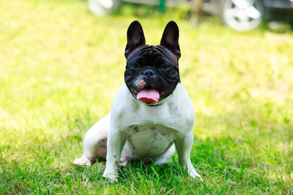 Порода собак французский бульдог