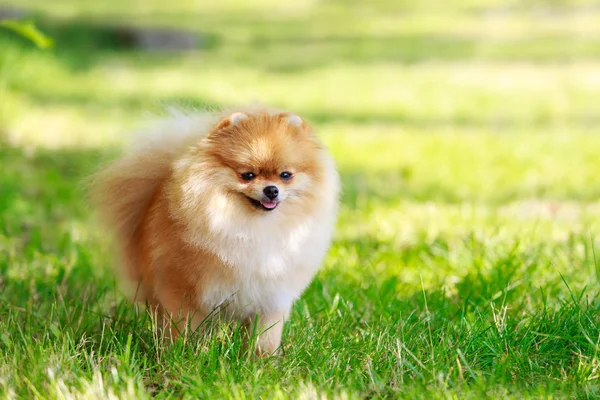 A raça de cão spitz pomeranian — Fotografia de Stock