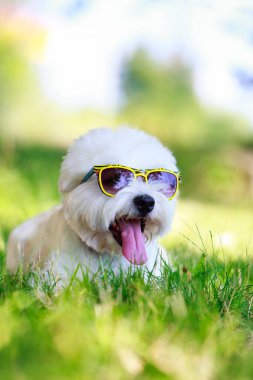 Batı highland terrier