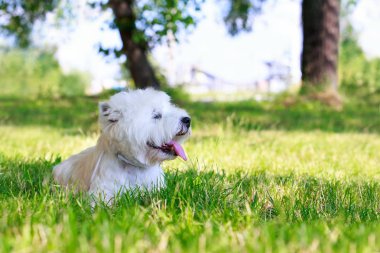 Batı highland terrier