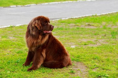köpek doğurmak Newfoundland