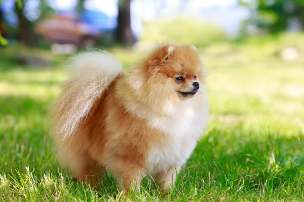 Ο σκύλος φυλή pomeranian spitz — Φωτογραφία Αρχείου