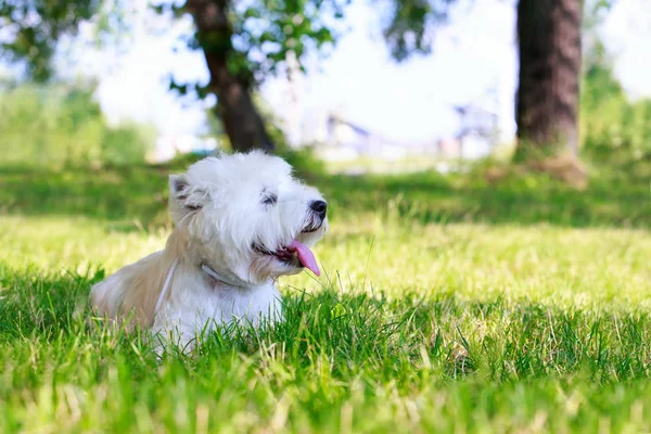 West highland terrier — Zdjęcie stockowe