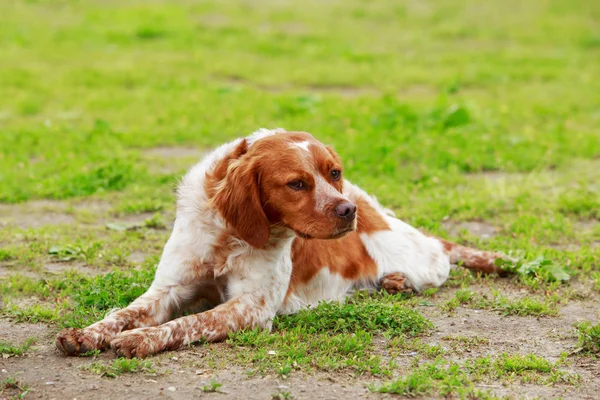 Raza de perro Breton Spaniel — Foto de Stock