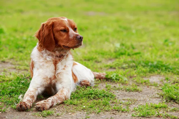 Hund rasen Breton Spaniel — Stockfoto