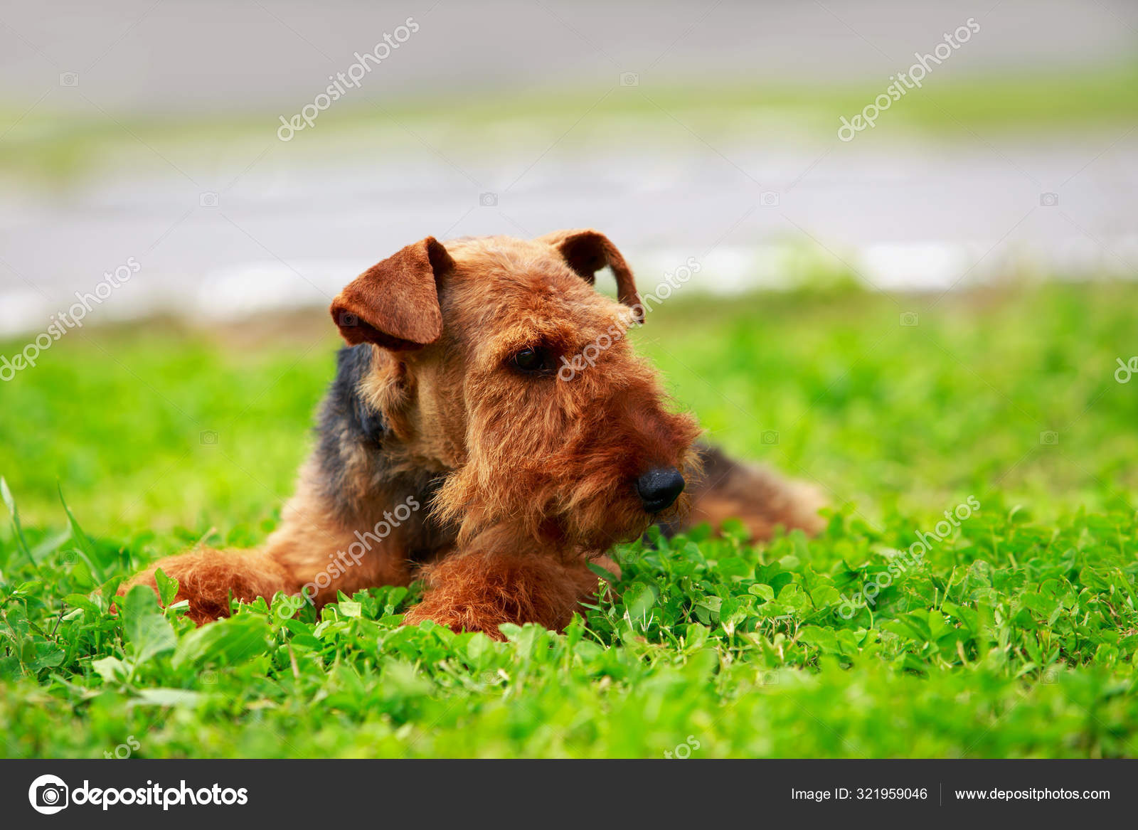 Fox Terrier Airedale Terrier Terrier Breeds Dog Breed Airedale