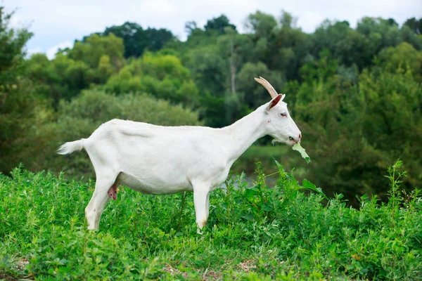 Çayırdaki keçi — Stok fotoğraf