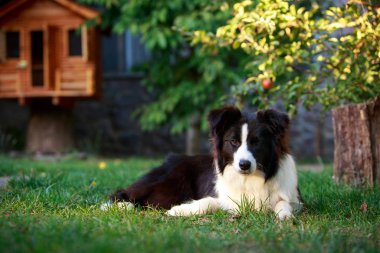 Köpek doğurmak kenar kömür ocağı