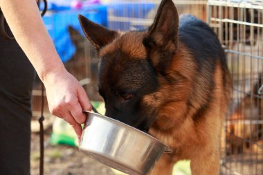 Alman çoban köpeği.
