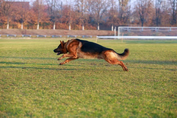 Alman çoban köpeği. — Stok fotoğraf