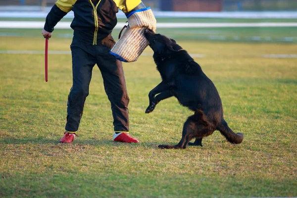 Bir bekçi köpeği eğitim — Stok fotoğraf