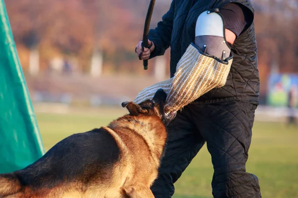 Entrenar a un perro guardián — Foto de Stock