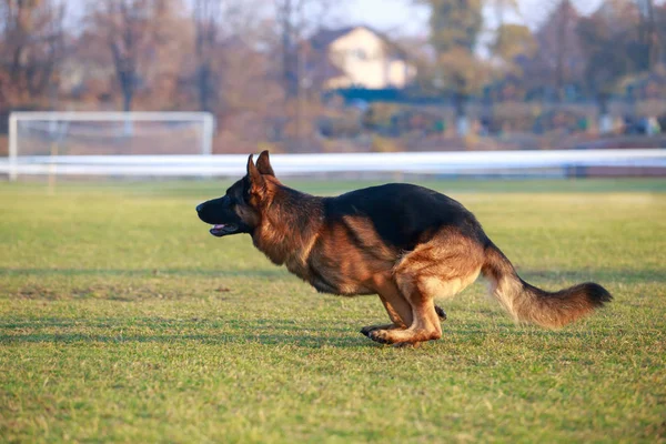 German Shepherd Dog — Stock Photo, Image