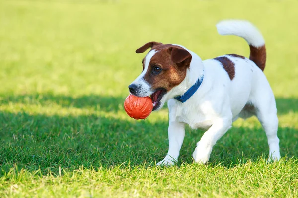 Perro crianza jack russell terrier — Foto de Stock