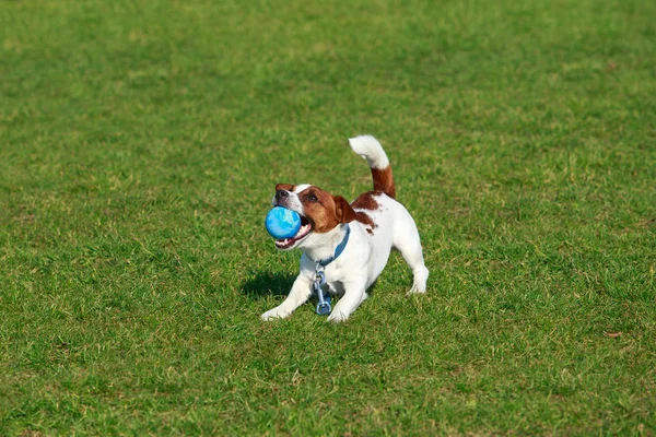 Hunderasse Jack Russell Terrier — Stockfoto