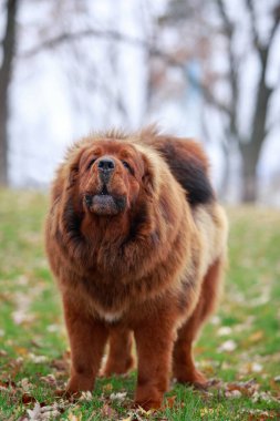köpek doğurmak Tibetli mastiff