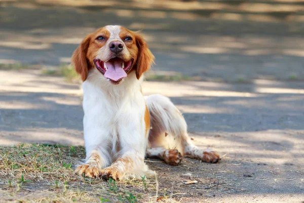 Dog breed Breton Spaniel — Stock Photo, Image