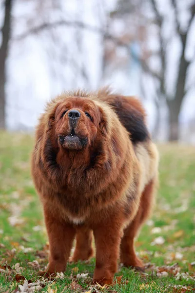 Raza de perros mastín tibetano —  Fotos de Stock