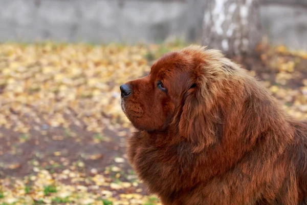 Hunderasse tibetische Dogge — Stockfoto