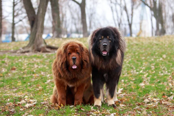 Zwei Hunde züchten tibetische Dogge — Stockfoto