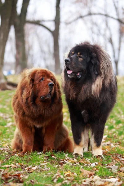 Dois cães raça mastim tibetano — Fotografia de Stock