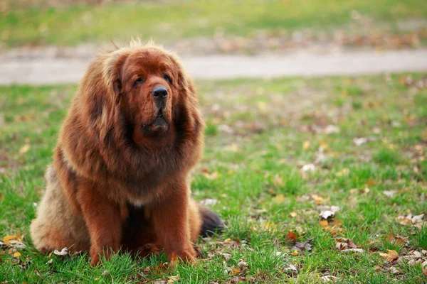 Raça de cães Mastim tibetano — Fotografia de Stock