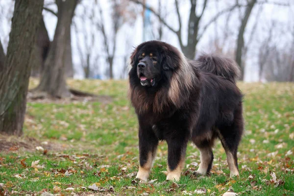 Hund rasen Tibetansk mastiff — Stockfoto