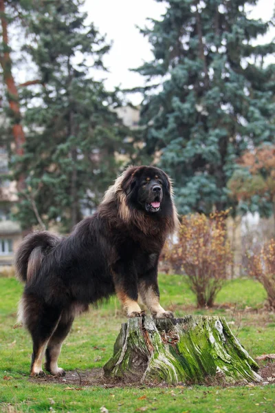 Raza de perros mastín tibetano — Foto de Stock