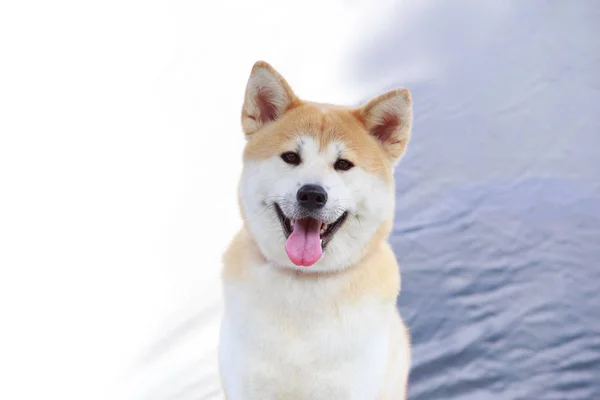 Psia rasa akita inu — Zdjęcie stockowe