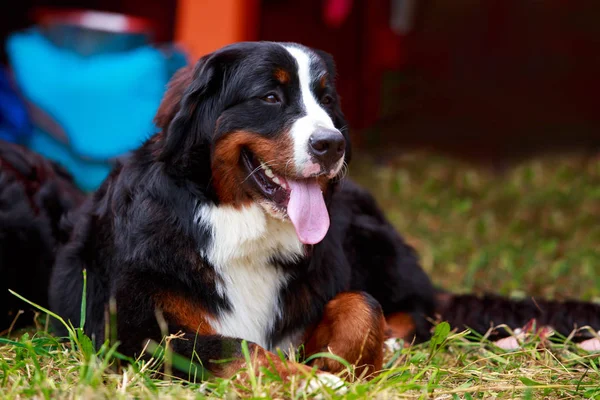 Razza di cane Montagna Bernese — Foto Stock