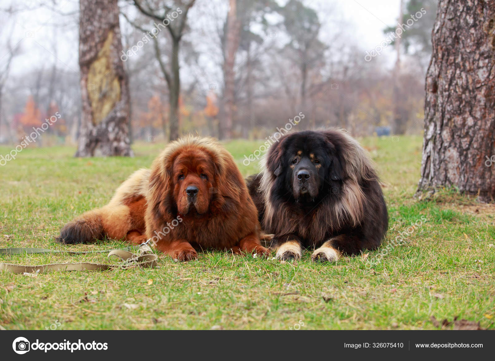 Full Grown Giant Tibetan Mastiff Portrait Tibetan Mastiff Big Red
