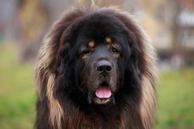 köpek doğurmak Tibetli mastiff