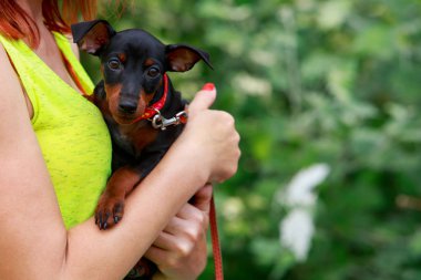 köpek doğurmak dachshund