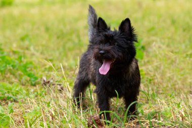 Norwich köpek ırkı