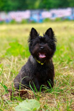 Norwich köpek ırkı