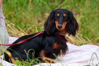 köpek doğurmak dachshund