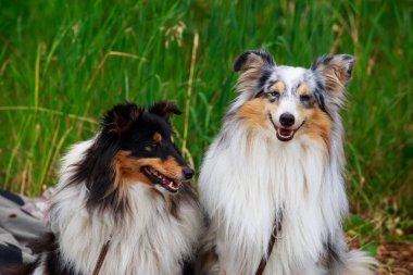 köpek doğurmak Avustralyalı çoban