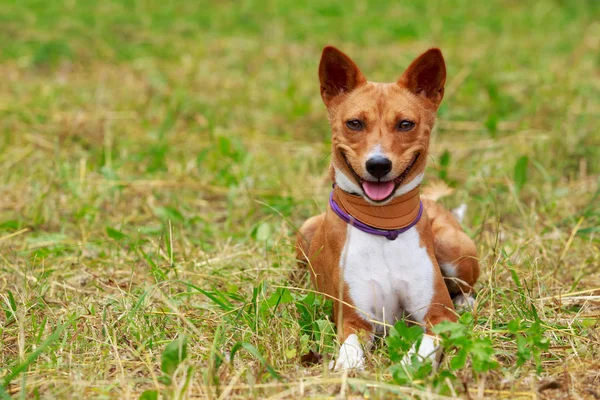 Raza de perro Basenji —  Fotos de Stock
