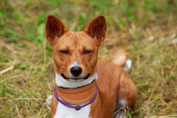 Raça de cães Basenji — Fotografia de Stock