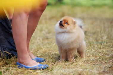 köpek doğurmak pomeranian spitz